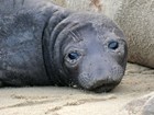 A black-furred elephant seal pup turns its large, dark eyes toward the camera.