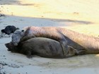 A large adult male elephant seal lies alongside a smaller adult female, holding her in place.
