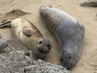 Two small elephant seals. One has mostly old tan-colored skin; the other has mostly new gray skin.