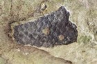 A lepidodendron fossil. 