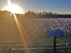 Sunlight streams over trees and cotton field