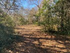 Leaf-lined path cuts through forest vegetation
