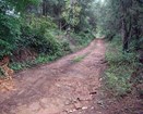 Preserved dirt road cutting through the dense trees and brush.