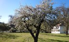 Flowers and leaves cover the thick branches of a historic apple tree in a grassy area 
