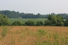 On top of a hill, a field of tall grass and other wild flowers overlooks woods and farm fields.
