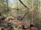 A swamp landscape in spring bloom showing a muddy stream with trees and roots lining both banks.
