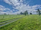 a grassy field extends towards a handful of trees and a blue sky ruffled with clouds.