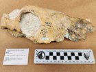 Photo of a fossil skull with ruler scale bar.