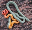 Ringneck snake on a rock