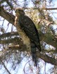 A goshawk in a conifer tree.