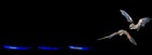 Hoary bats (Lasiurus cinereus) and full spectrum call pattern.