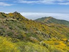 Photo on a mountain hillside with flowers.