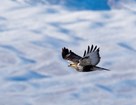 rough legged hawk, soaring photo by Joey Danielson