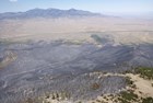 Aerial view of burned trees in Strawberry Creek