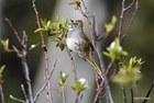 bird singing on a bush