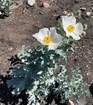 Prickly poppy growing post-fire