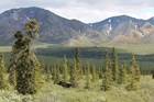 A moose bedded down in Denali frontcountry.
