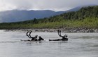Two caribou swim across a river.