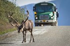 A caribou walks along the Denali Park Road with a bus behind.