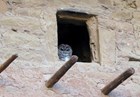 The head and shoulders of an owl are visible in the opening of a historic structure.