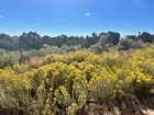Photo of plants with yellow flowers, green shrubs, grasses, and green trees. 