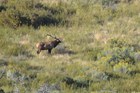 An elk with antlers stands in an area with low vegetation. 
