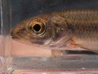 A close up image of the head of a brown and tan fish in an aquarium