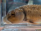 A close-up image of a brown fish with white bumps on the top of its head and body in an aquarium.