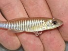  A small shimmery fish with short vertical white stripes on its side sits on a person’s fingers