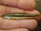 A small thin fish with a horizontal black stripe down its body lays against a person’s fingers.