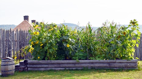 Tall garden plants crowd a raised bed in front of a palisade.