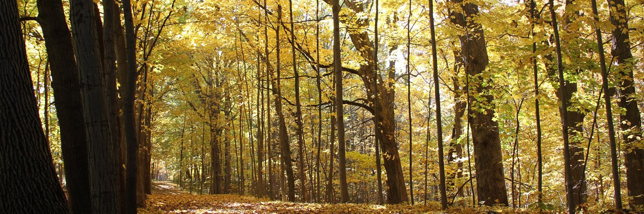 Trees with brightly colored leaves line the trail at Chellberg Farm.