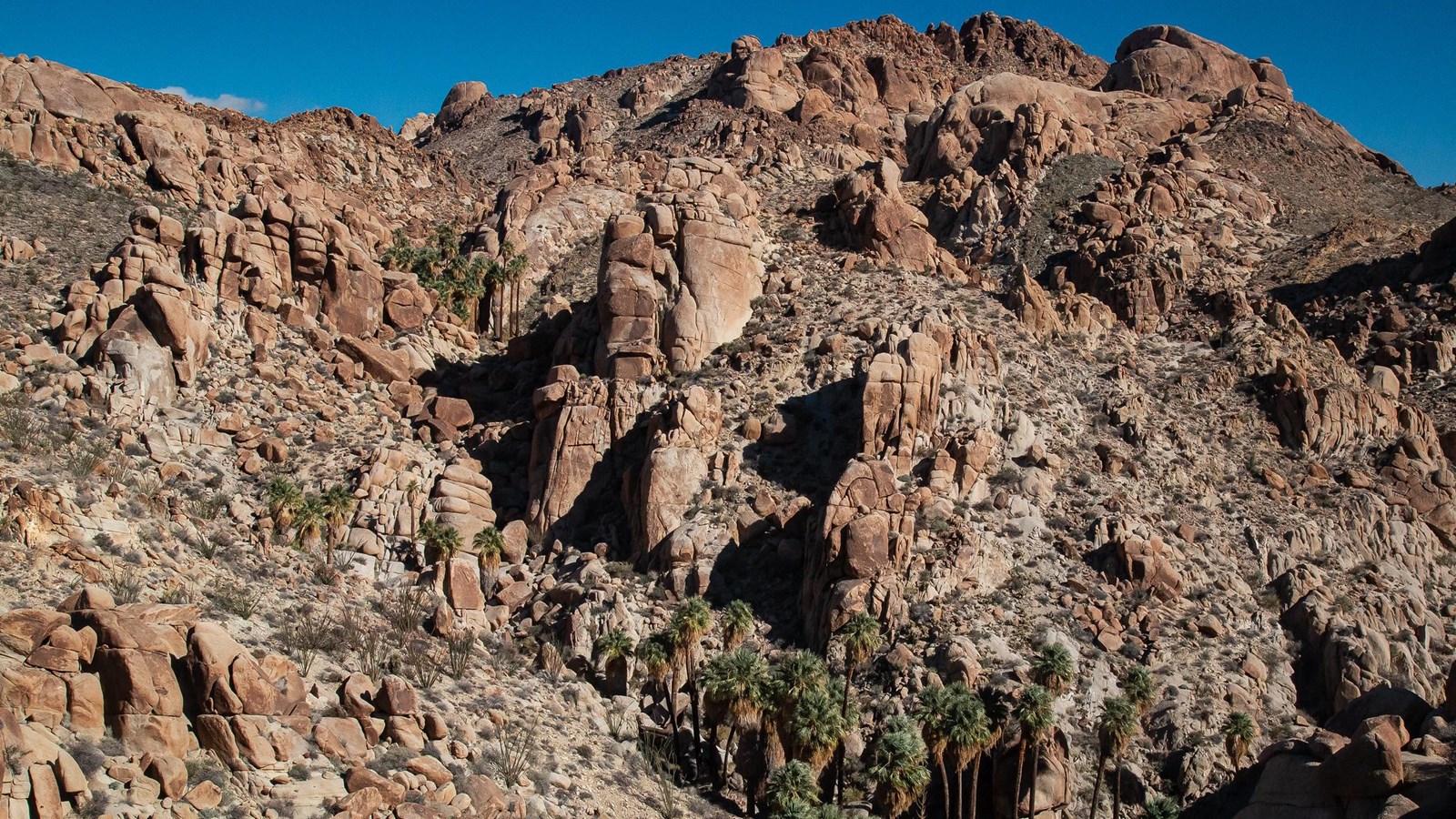A large stand of California Fan palms spread through a canyon of boulders.