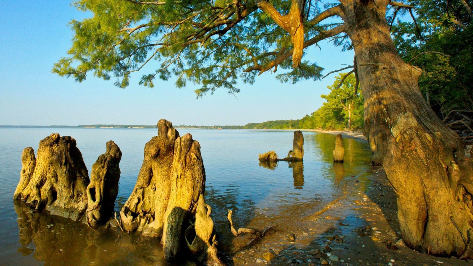 Cypress trees grow on a beach along the James River. 