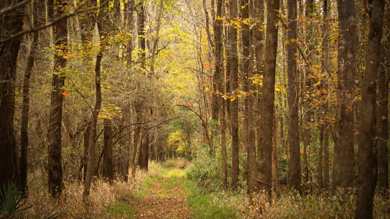 A leaf-covered path leads straight through shrubs and thick forest on a late fall day.