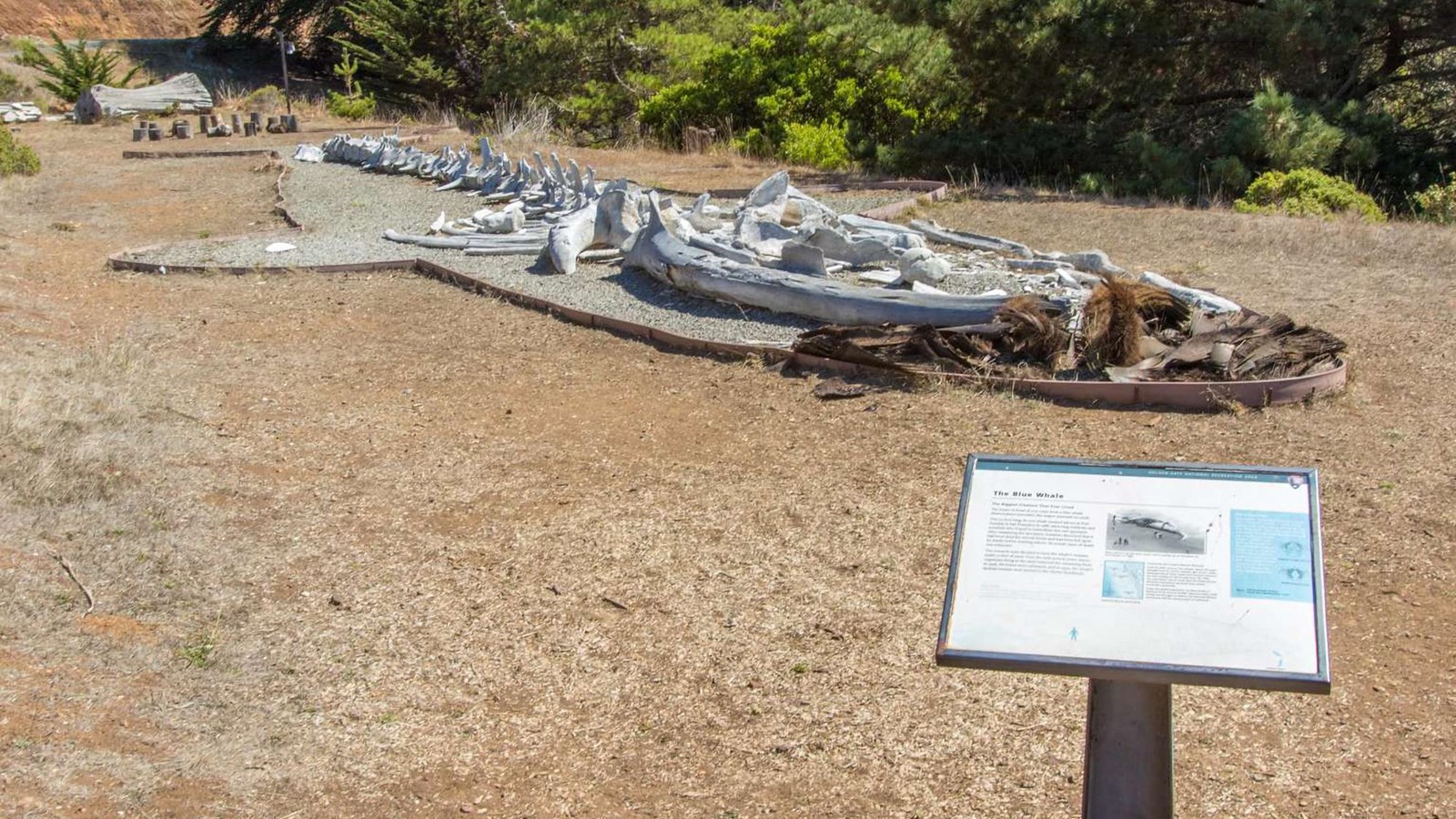 Blue whale skeleton laid out on the ground as a display.
