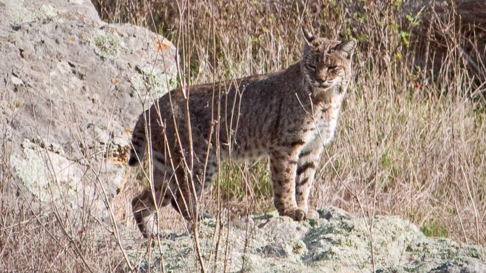  A spotted bobcat stands on a rock outcropping in tall grass.