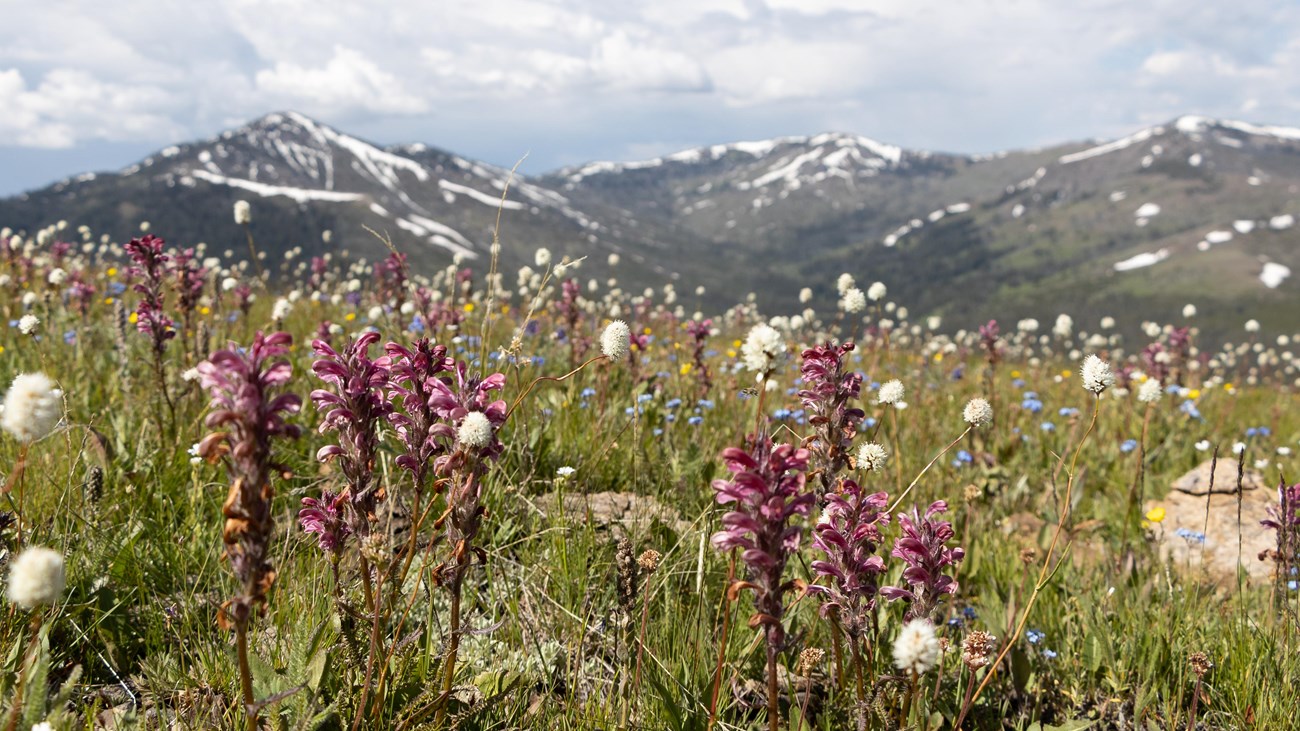 Wildflowers bloom in an alpine meadow with mountains in the distance.