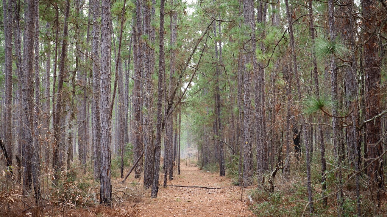 A pine-needle covered path leads straight through a corridor of tall pine trees.