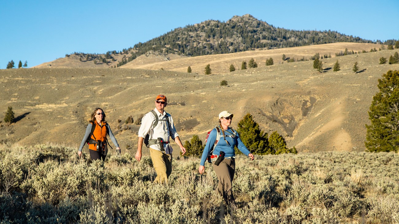 Three people hike through a field of sagebrush in front of a hill.