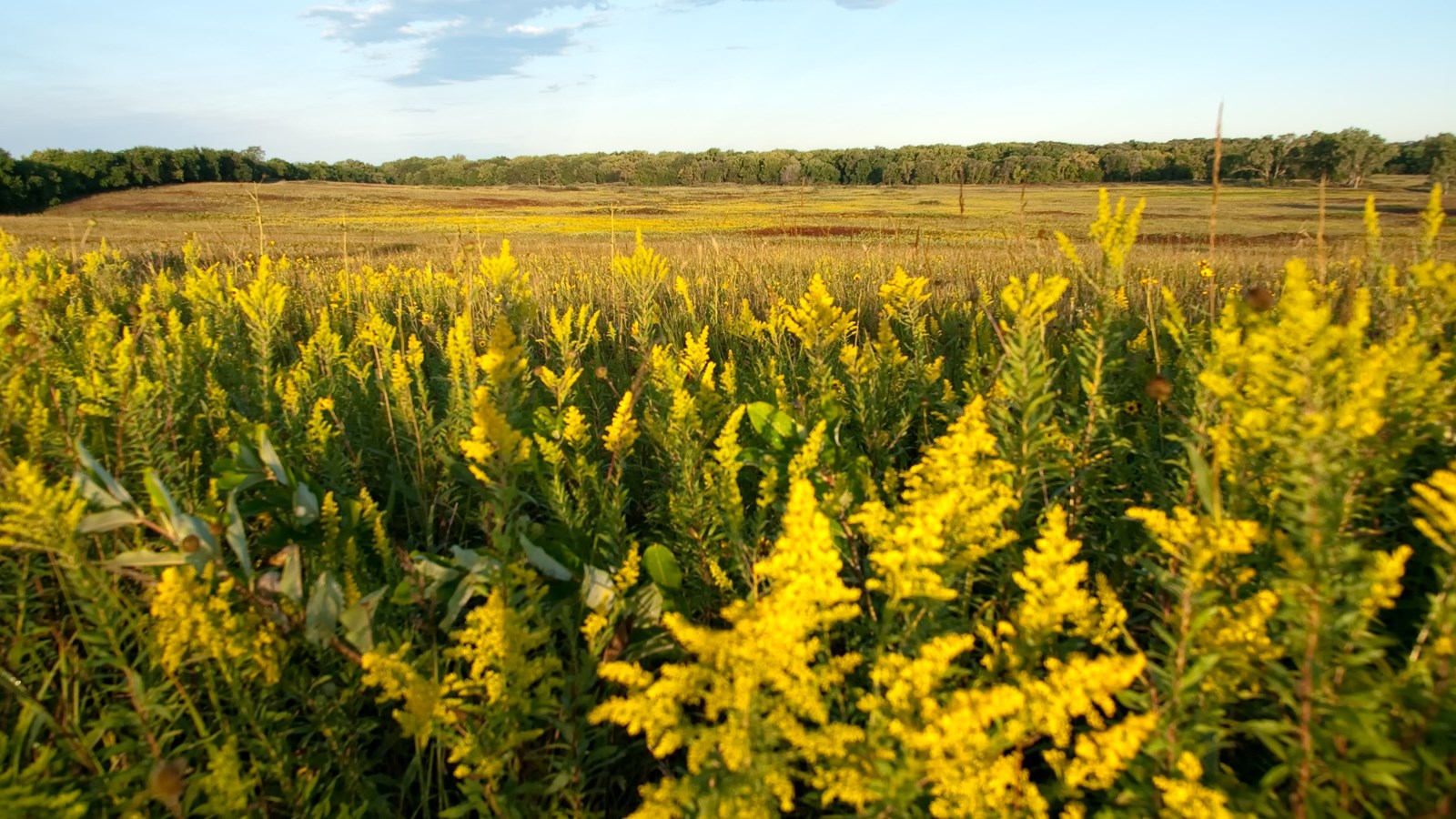 A close-up view of the yellow flowers in bloom on the prairie.