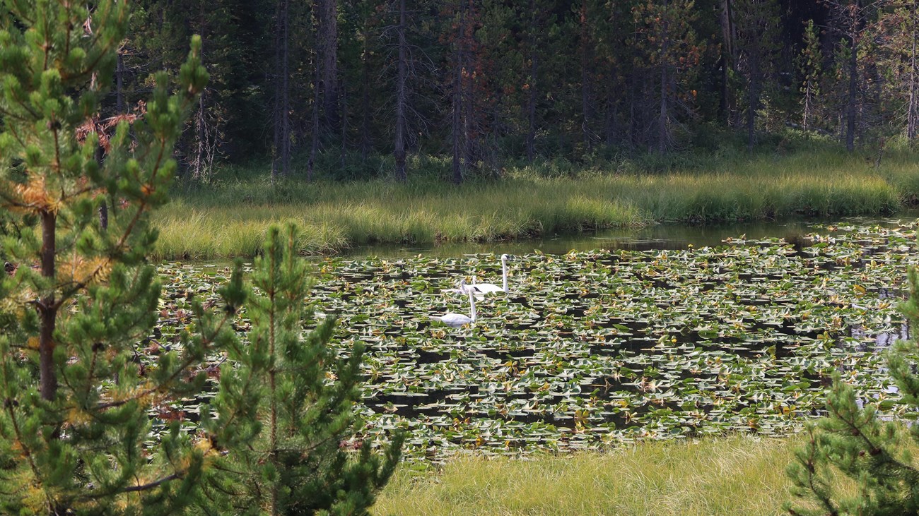 Two trumpeter swans float on a body of water covered in lily pads.