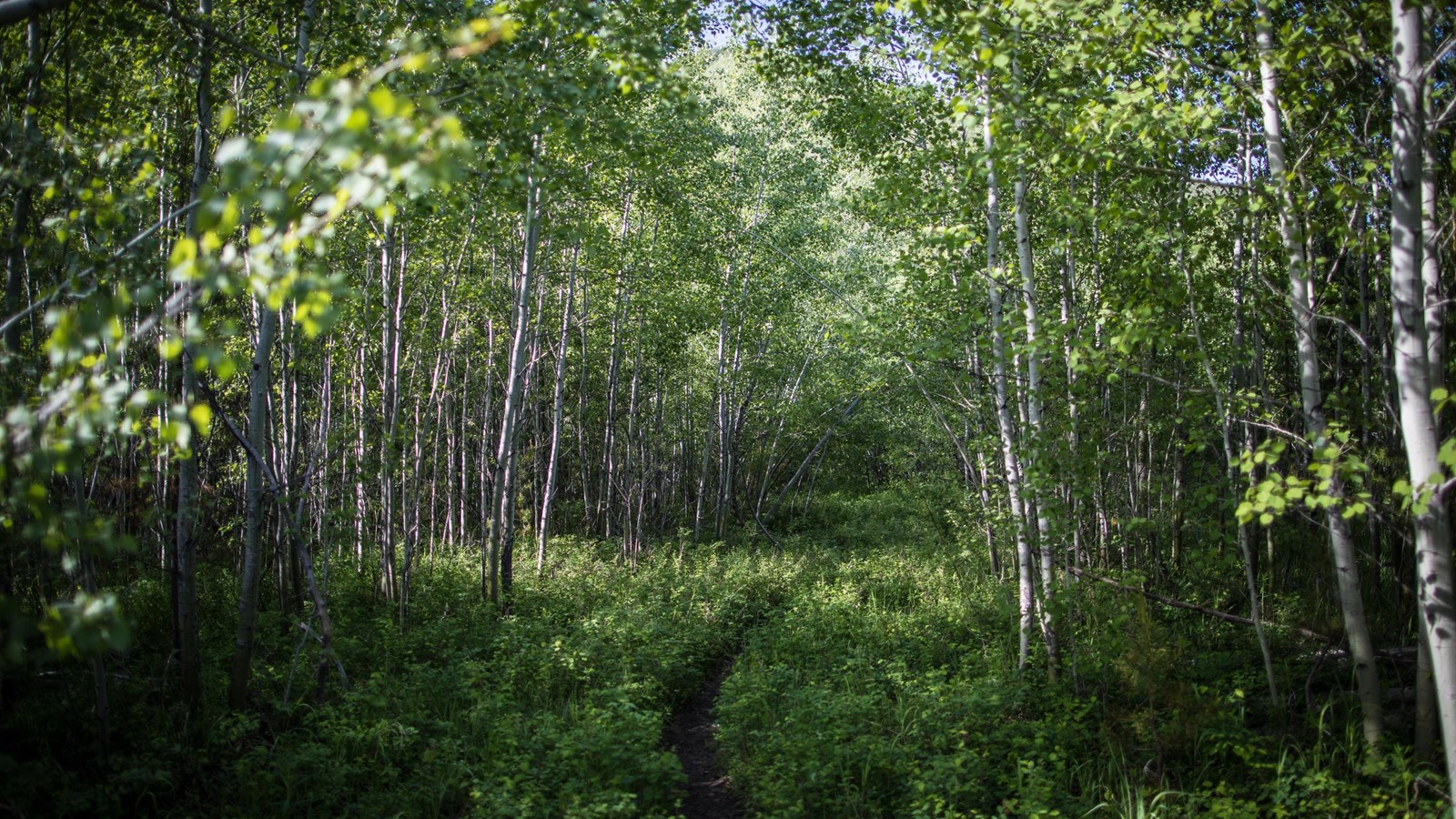 A trail winds through verdant aspen forest, with a mountain visible in the distance.