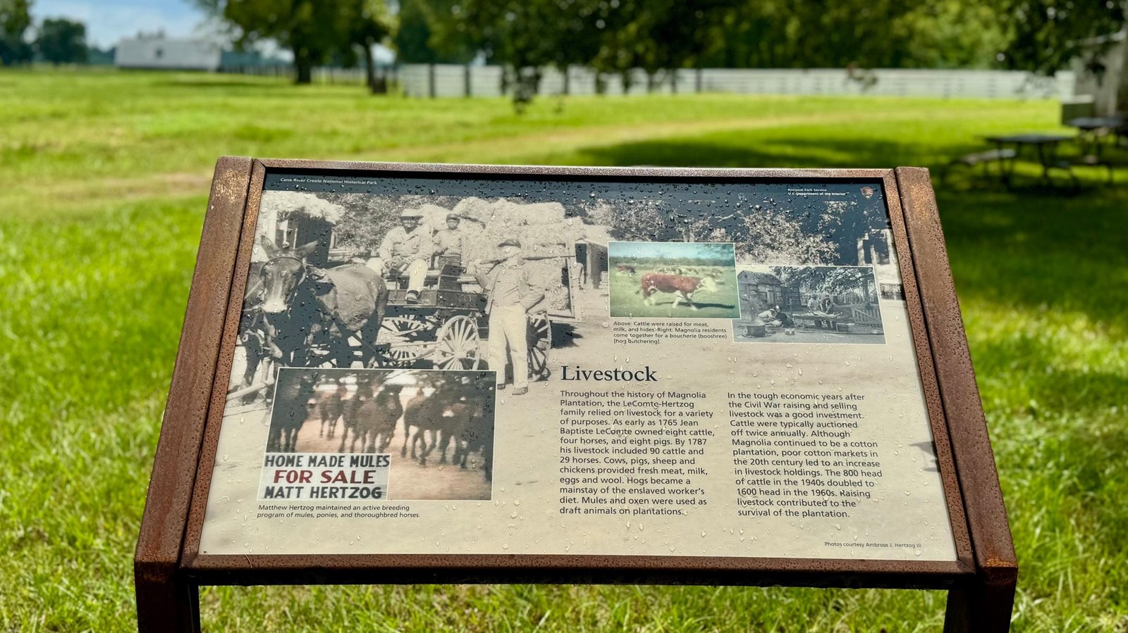 The necessity of livestock on Magnolia Plantation