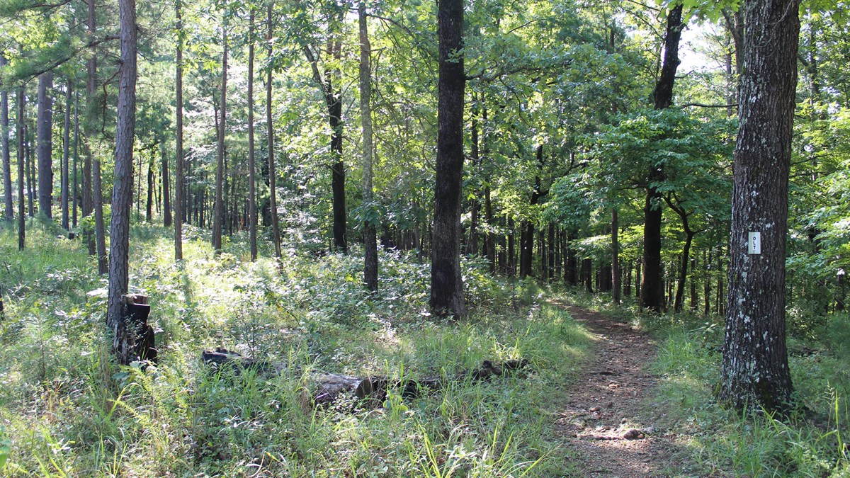 Hike the Buffalo Point Campground Trails (U.S. National Park Service)