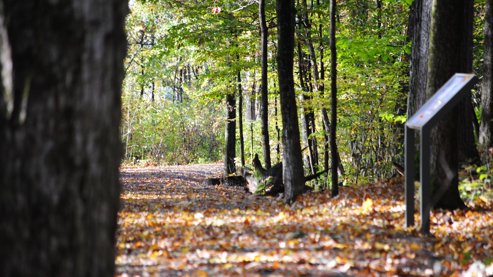view of trail in the woods covered in fallen leaves with a wayside sign on the right