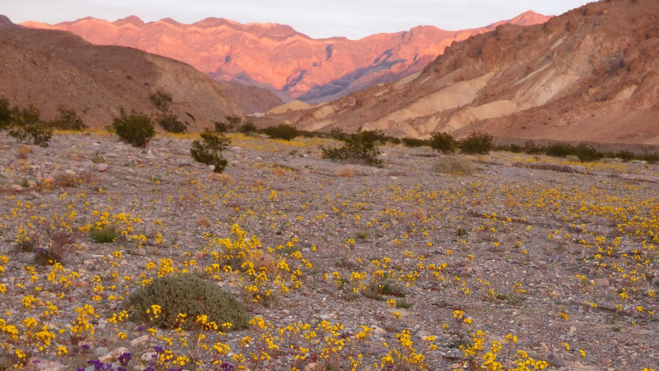 Explore Wildflowers in Death Valley (U.S. National Park Service)