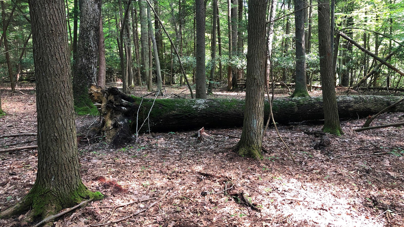 A fallen moss covered tree in a forest littered with dead leaves and branches on the forest floor