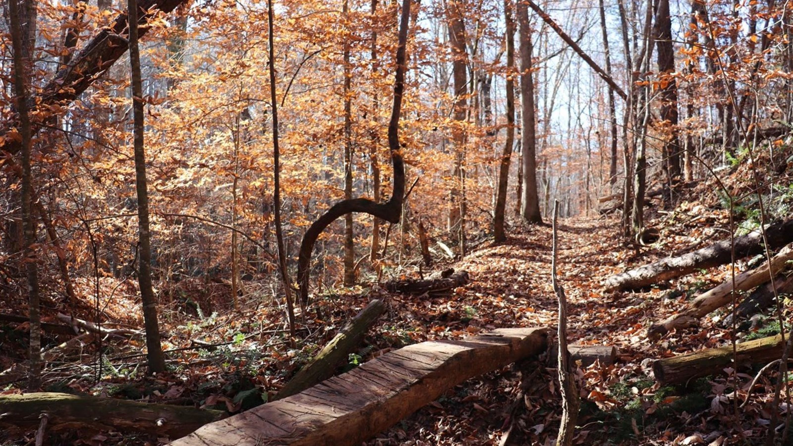 Learn more about how to explore the trail to Alexander\'s Ford in Bradley Nature Preserve near Mill S
