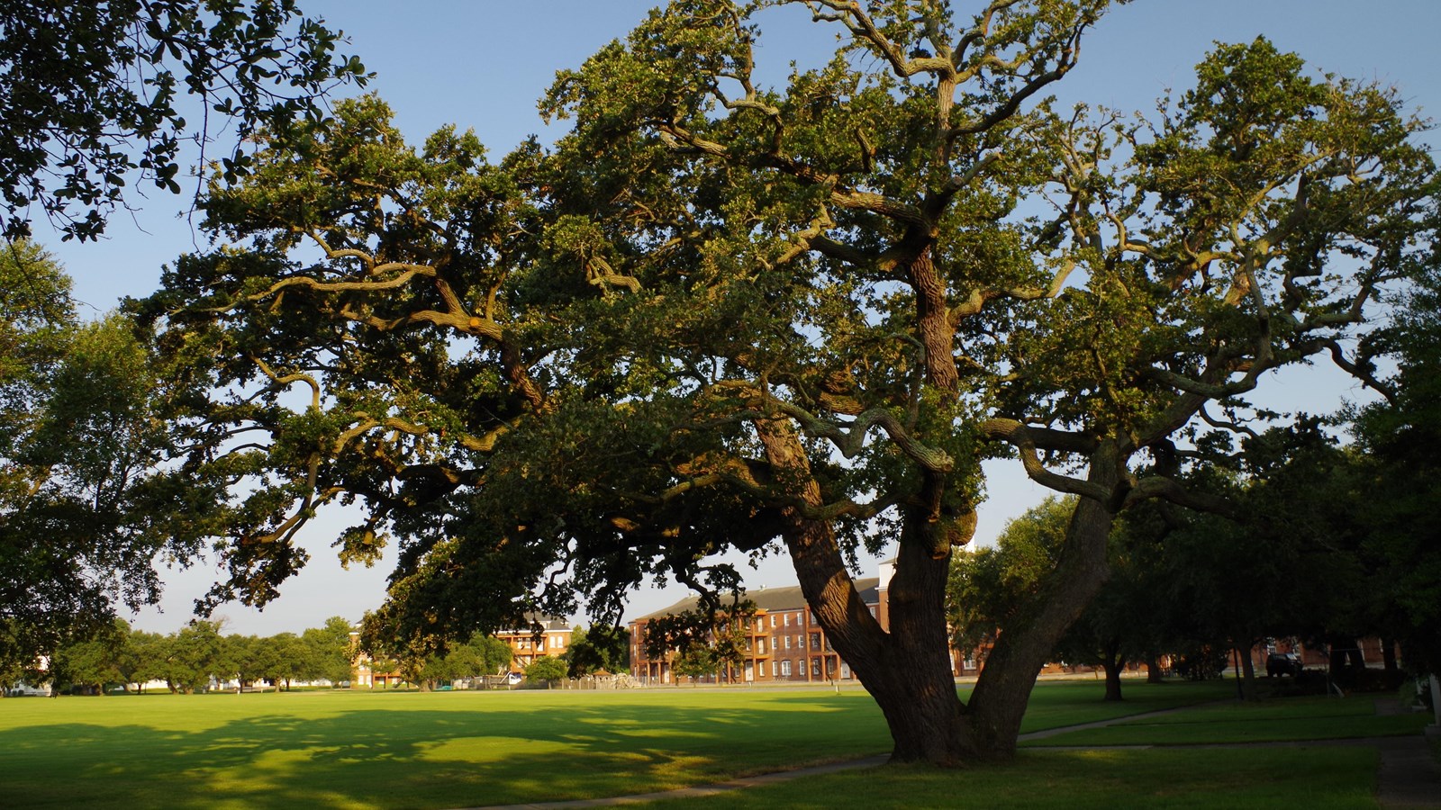 A large live oak tree casts long morning shadows under blue skies.